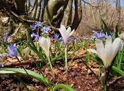 14 Crocus vernus (Zafferano maggiore) con Scilla bifolia (Scilla silvestre)